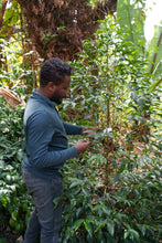 画像をギャラリービューアに読み込む, 【New Coffee】Ethiopia Tamiru Chilaka Washed