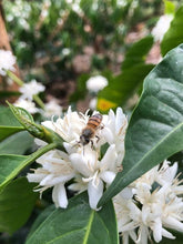 画像をギャラリービューアに読み込む, Costa Rica Hermanos Valso White Honey