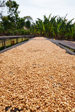 画像をギャラリービューアに読み込む, 【New Coffee】Ethiopia Tamiru Chilaka Washed
