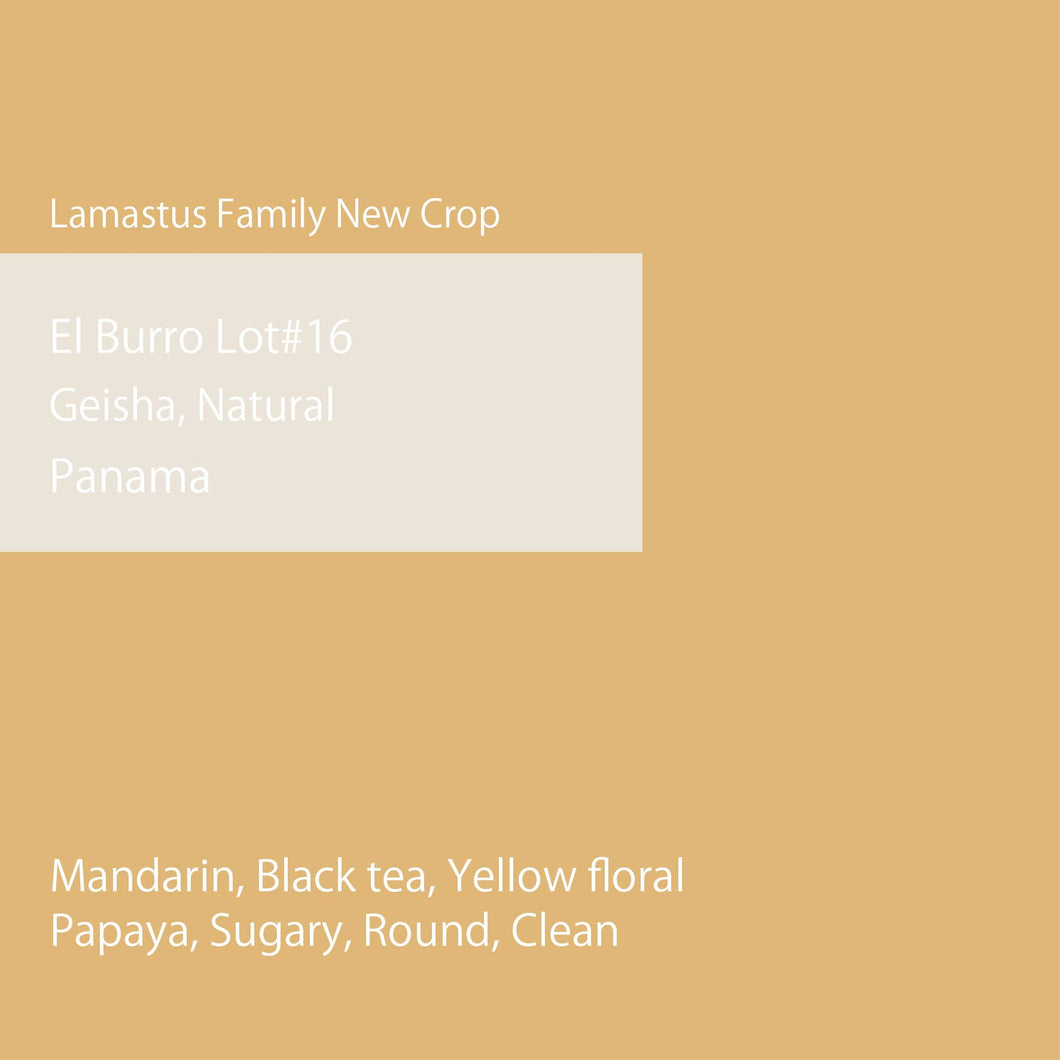 【Panama Lamastus New Crop】Panama El Burro Lot.16 Geisha Natural