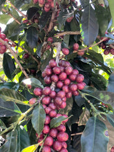 画像をギャラリービューアに読み込む, Costa Rica Hermanos Valso White Honey
