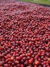 画像をギャラリービューアに読み込む, 【Limited Geisha Coffee】Panama Savage Iridescence Geisha CM Washed
