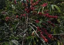 画像をギャラリービューアに読み込む, 【Limited Geisha Coffee】Panama Auromar Geisha Washed
